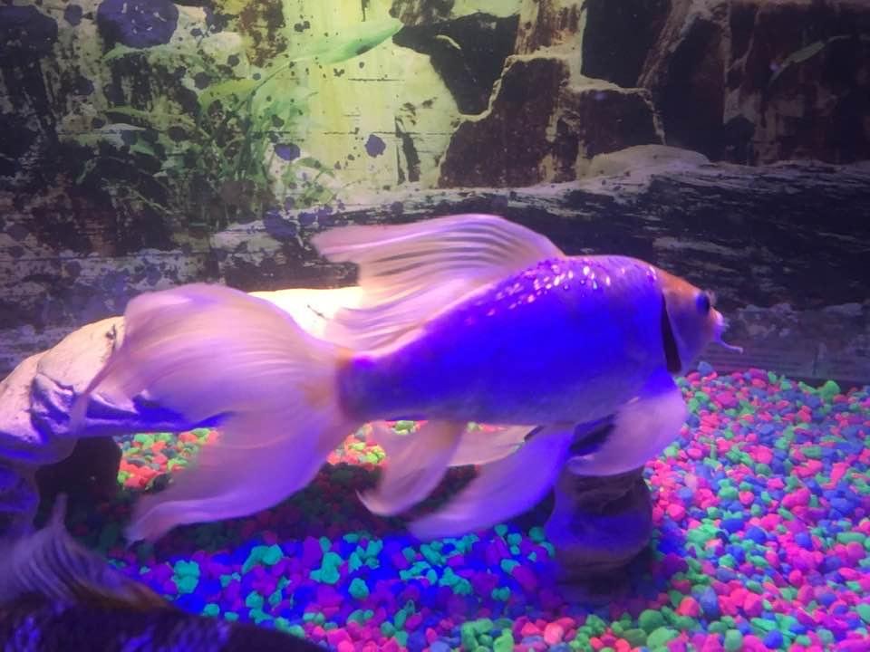 My other butterfly koi the most beautiful fish in the world and very valuable. These fish have sold for millions