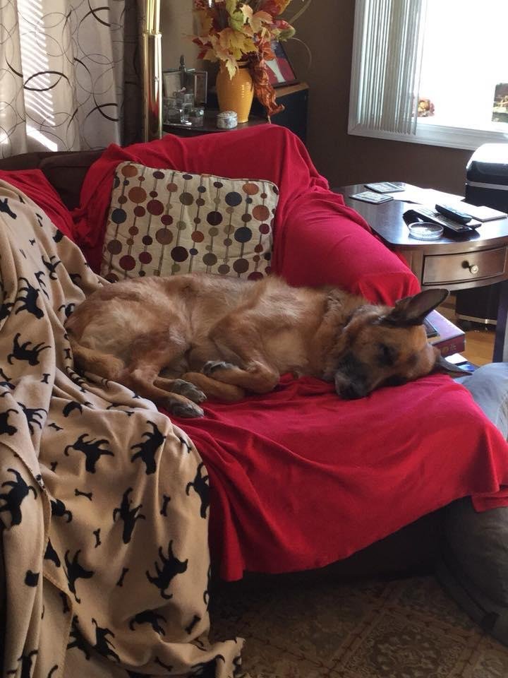 Now that’s a Sunday morning picture of a Happy puppy