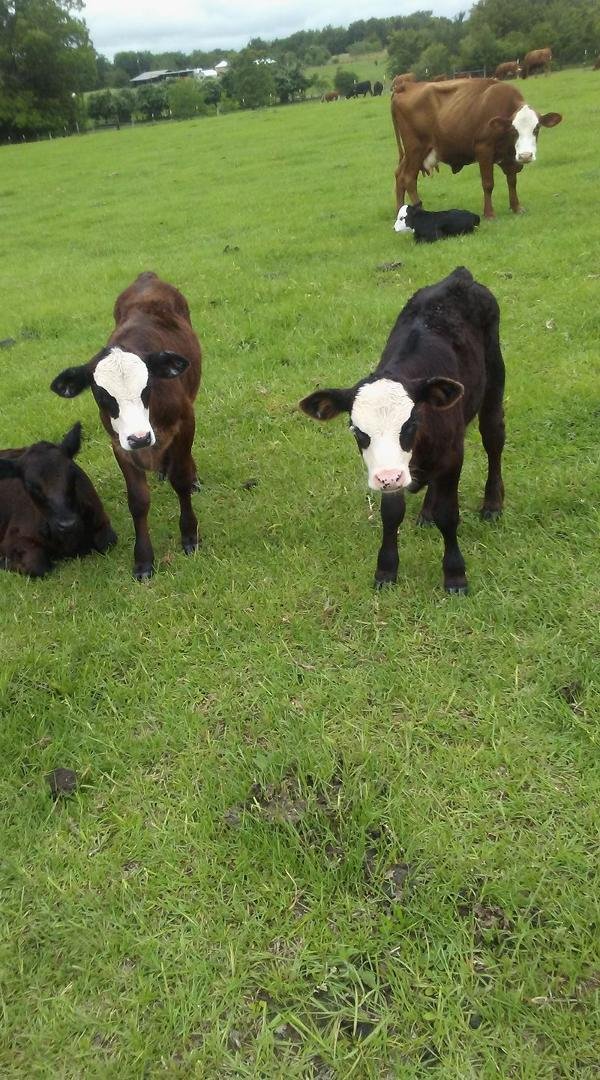 Three white faced bull calves this year.