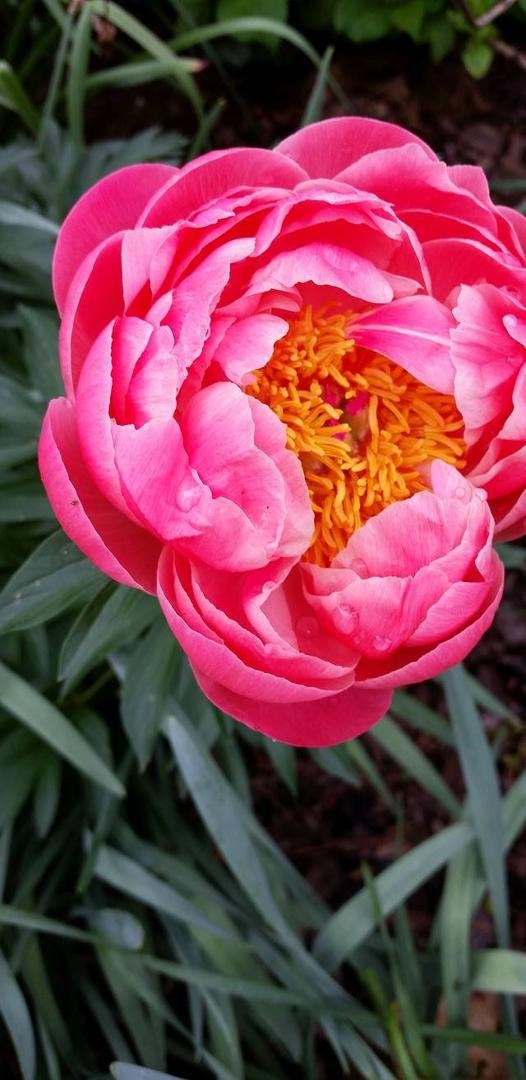 Bob's Tree Peony