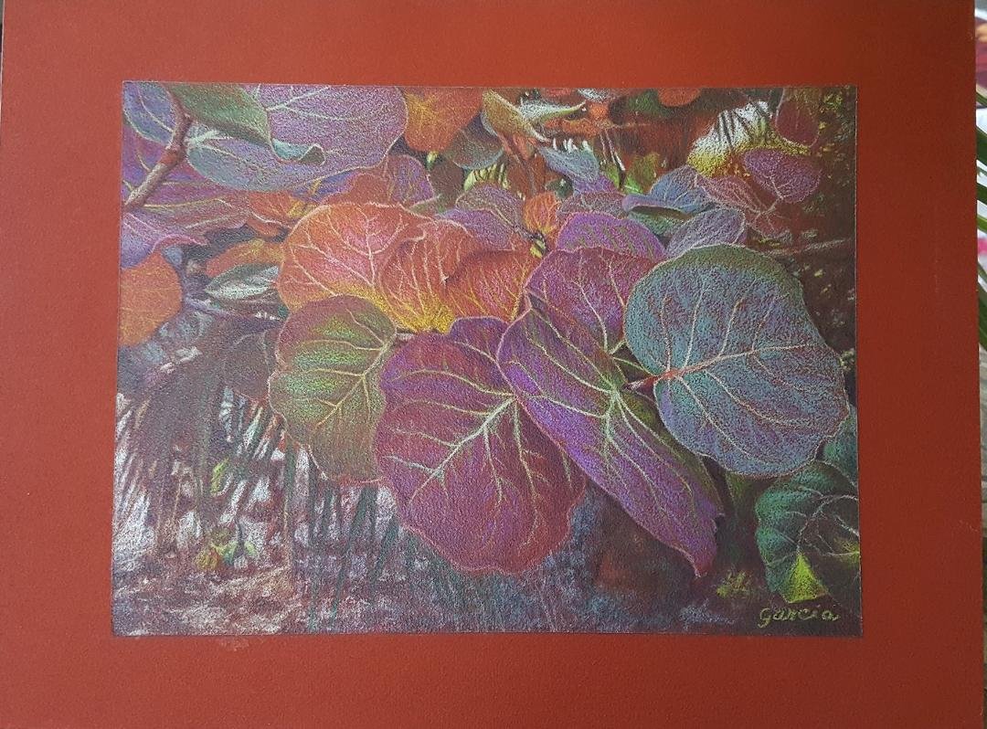 A recent colored pencil piece of sea grapes. This little piece of nostalgia was done for my Key West friend from long ago.