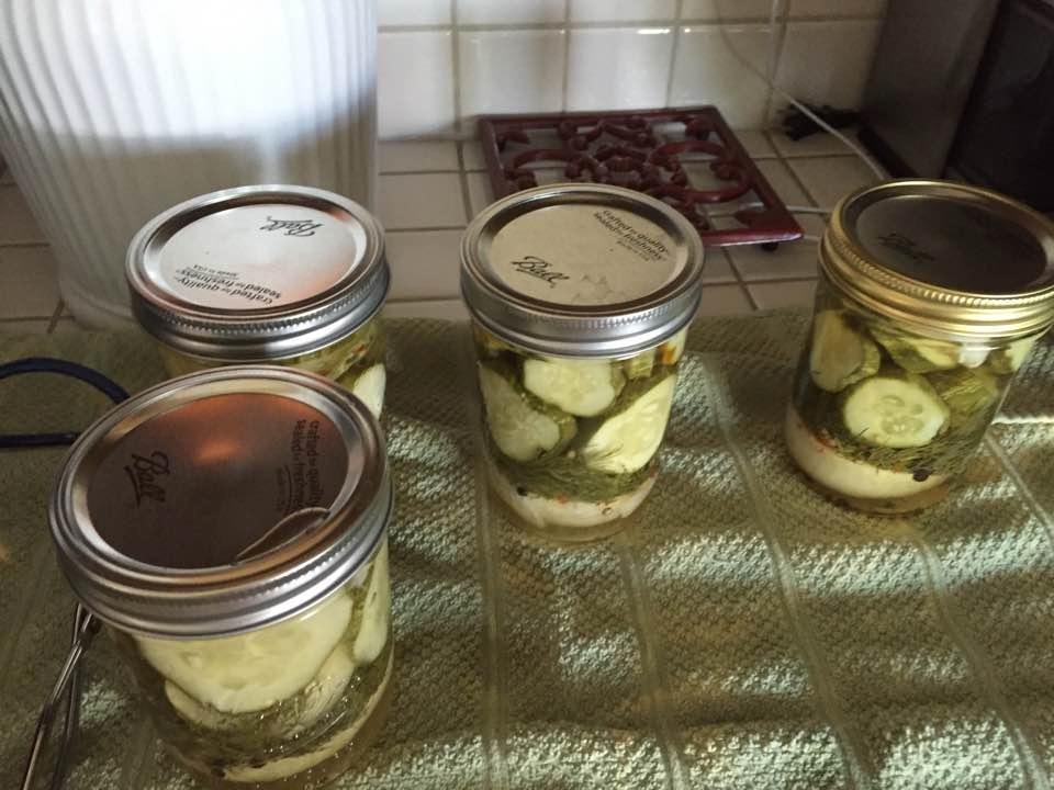 First pickles of the year!