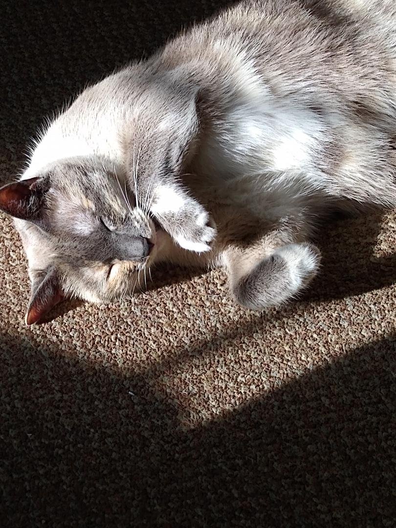 Someone is enjoying the sunshine!