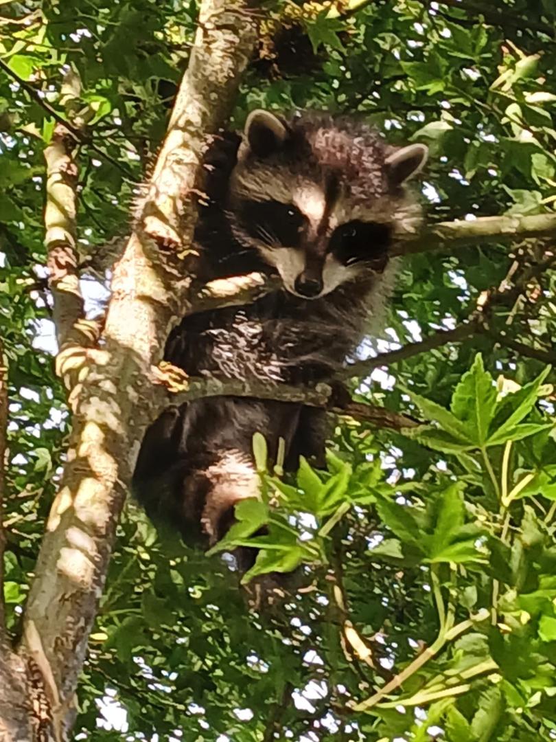 Look who got stuck in the fork of my tree. I tried for half an hour to get him out on a ladder ten feet up in the tree. Then I ran down to the Dexter fire department and asked them and they said no! Really? When did firemen
