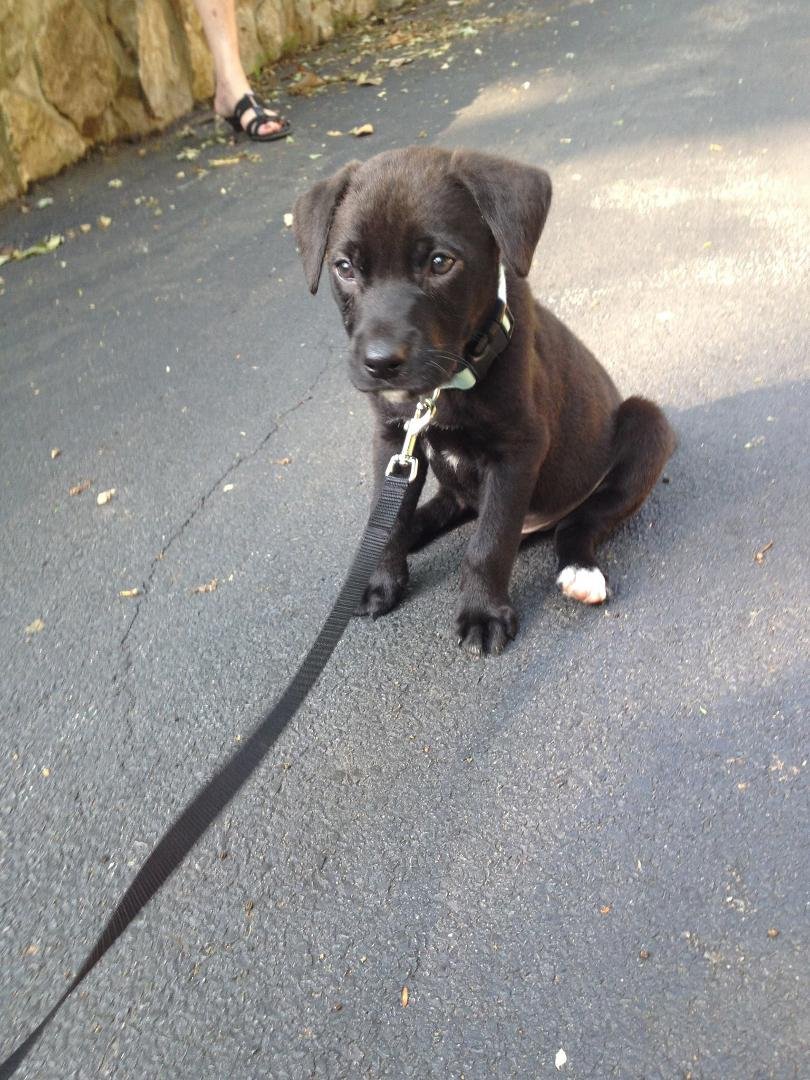 new member of our family! Who remembers Spartacus?