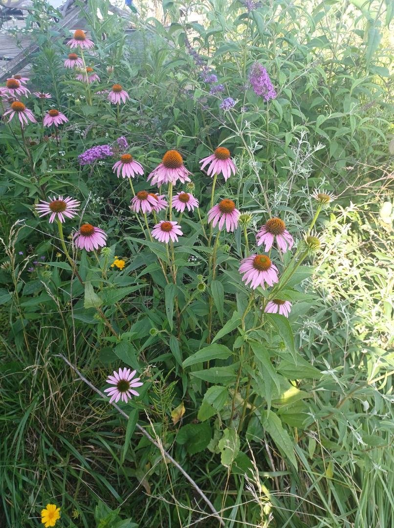 What are these flowers?