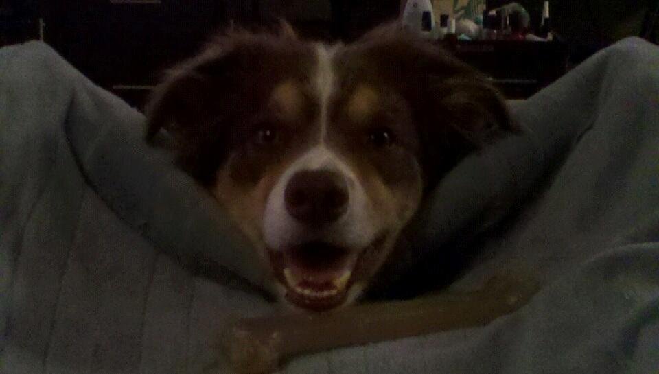 Joker bringing me Rah-rah bone what a face,adorable.