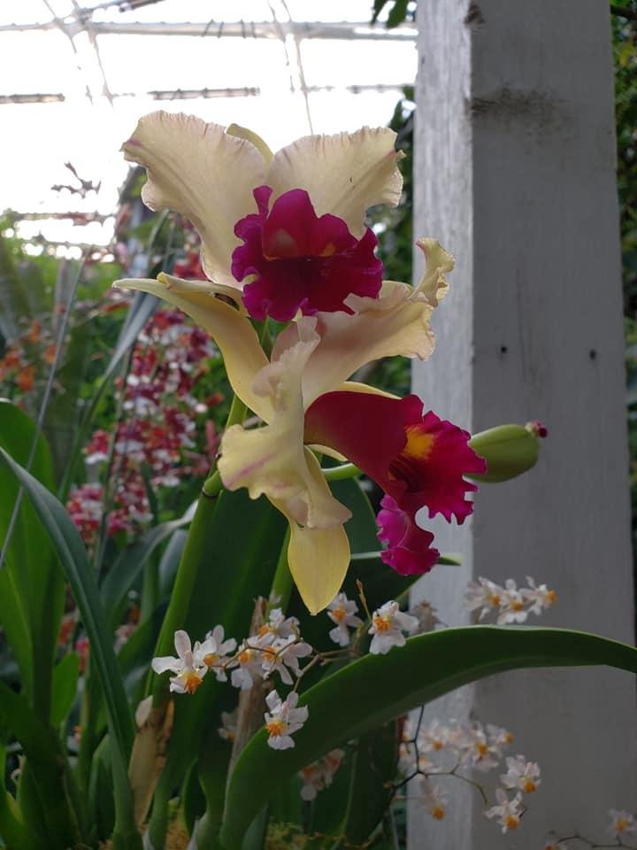 Sherry Hofacre's album, Mobile Uploads