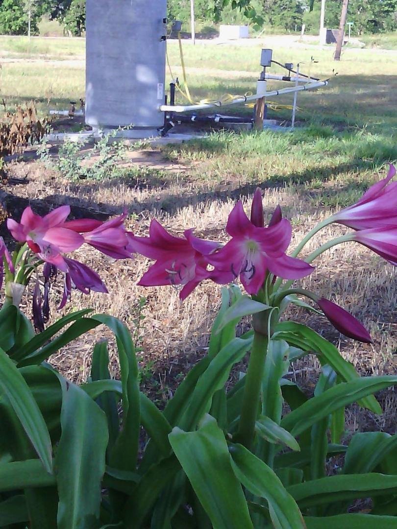 Such pretty flowers