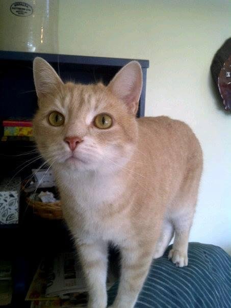 My tigger whisky's brother who is always up to something