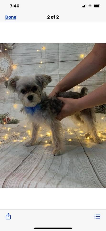 Gizmo cleans up quite well!