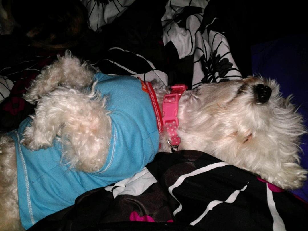 Izzie had a long night of treat r treating kids made her so tired huh