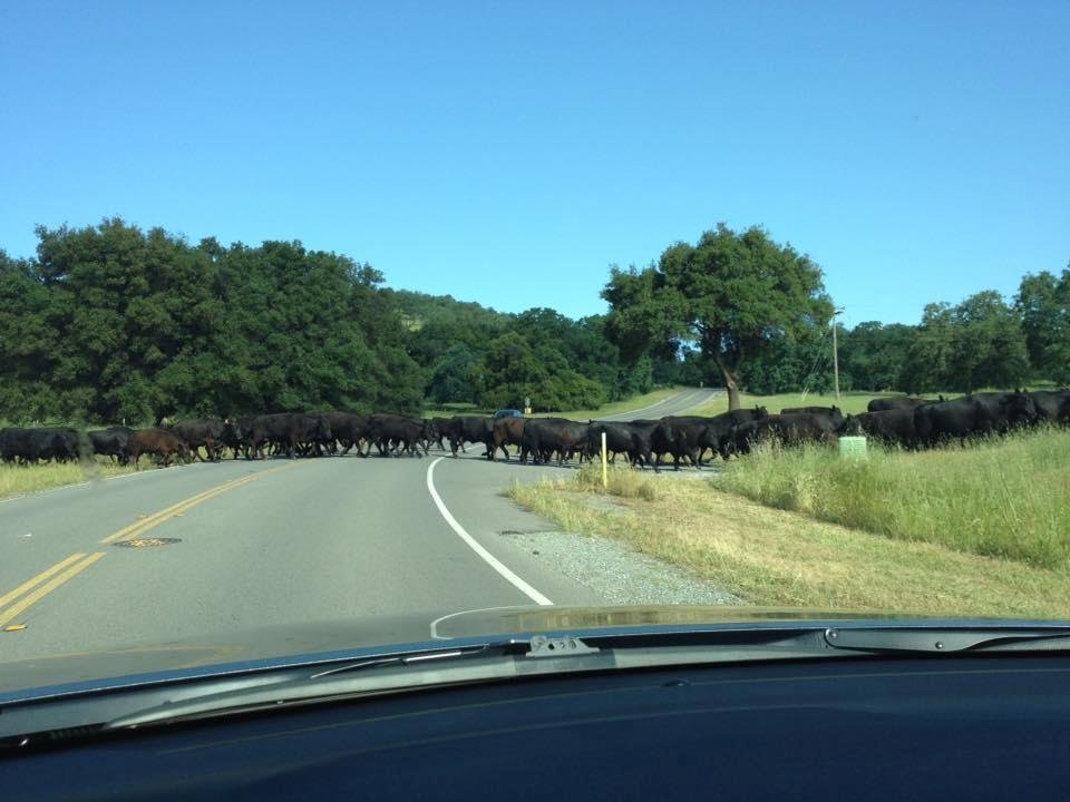 Lake California traffic jam. Got to love it