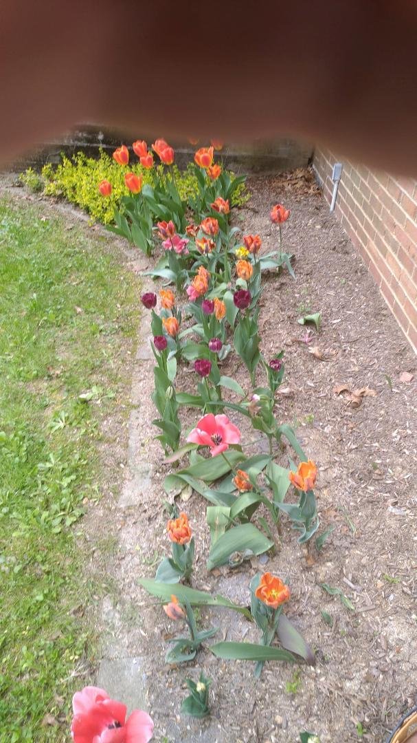 Our tulips