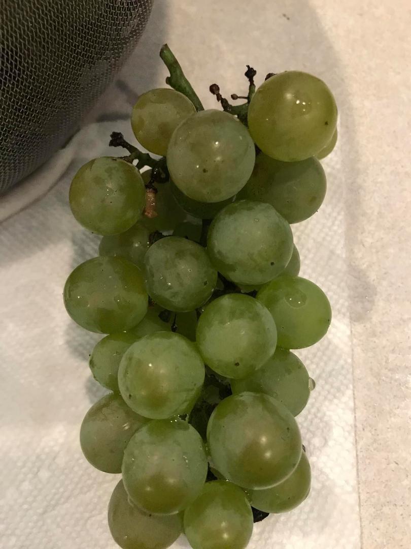 My white wine grapes from the vine in my yard!! Warning: if you don’t pick them soon enough the could become Kentucky raisins!!