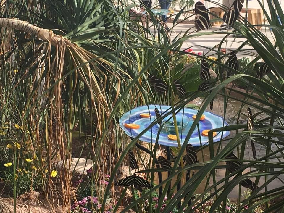 Butterflies are free.  On Tuesday at the Desert botanical garden.
