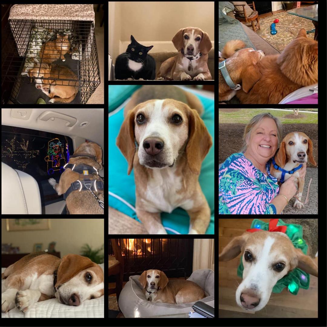 It’s hard to believe that Duffy has been home for a year already! Happy Gotcha Day, Bub!