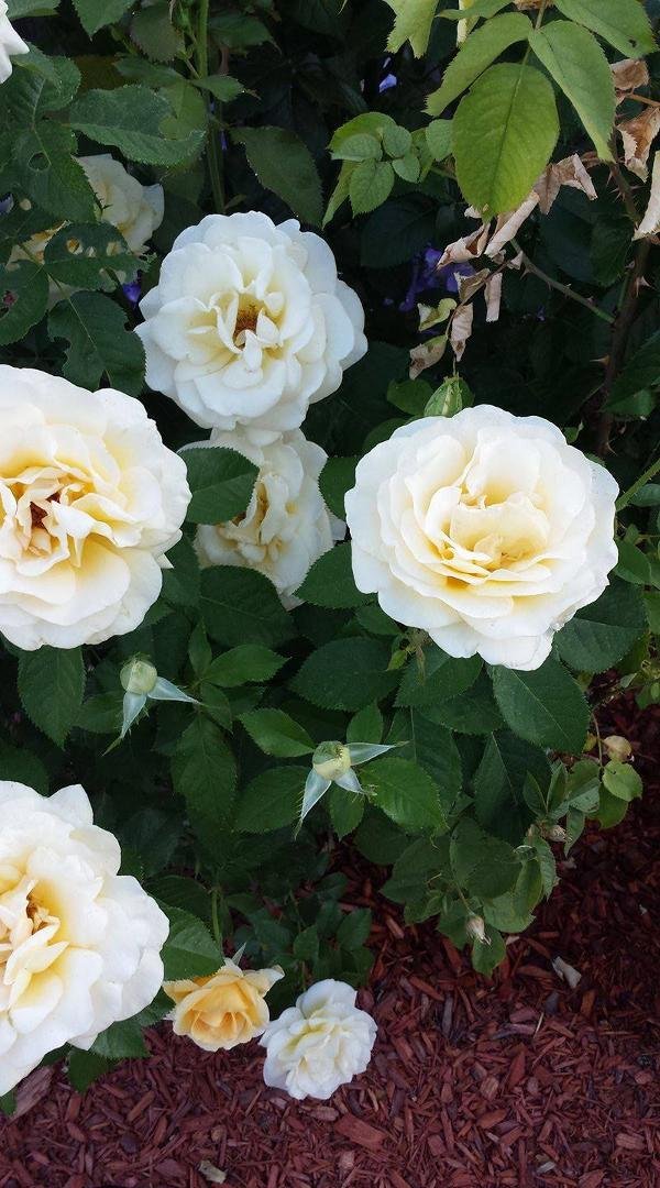 Esther Pittman's album, Timeline Photos