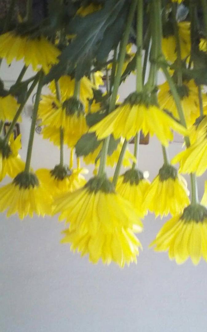 My Mother's Day flowers still looking good