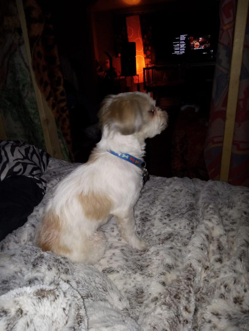 My gizmo standing proud all groomed uped