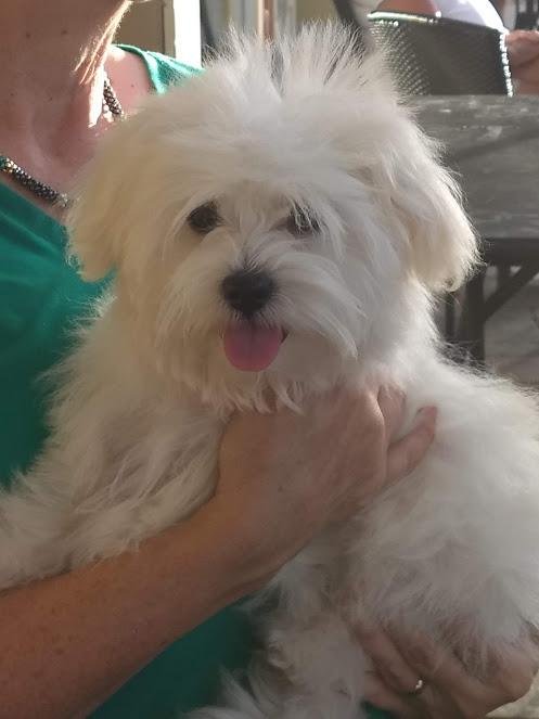 Please do this with your pet, take a break from Covid for a bit!
Hello
My name is: Dee Dee
Named after: Dad's fav stuffed animal from his childhood
My nickname is: Dee Squared (Math people should get that)
My ‘breed’: Malt