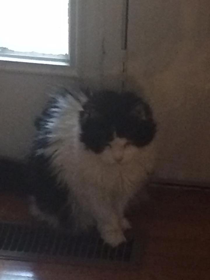 Yesterday my kitty girl YaYa crossed the Rainbow Bridge after a great 17 years. Sad day saying goodbye.