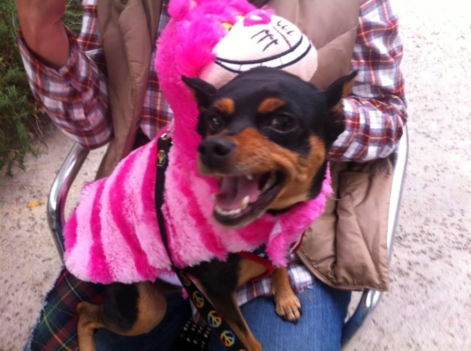 I know you have heard of a monkey on your back ? What the hell do you call this ? Is it Garfield with pink stripes ? Lacey can't wait for Halloween to be over !