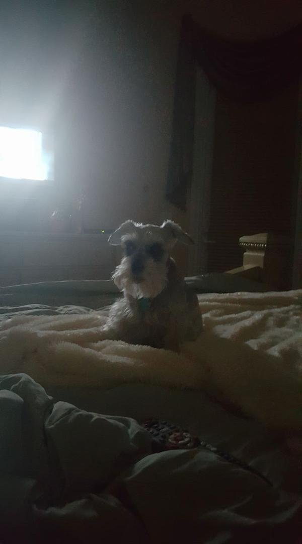 Just want to say little sparkle survived the winter. We were able to take off her sweater yesterday.