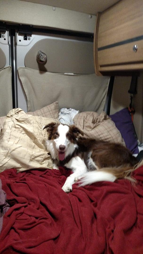 Moose is comfortable traveling !!