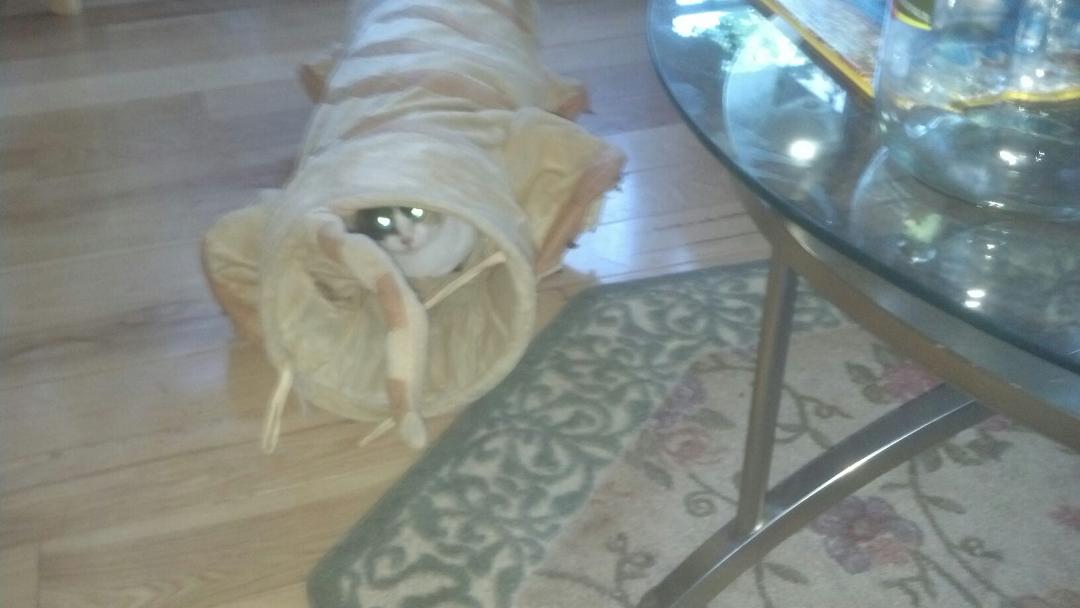 New cat toy