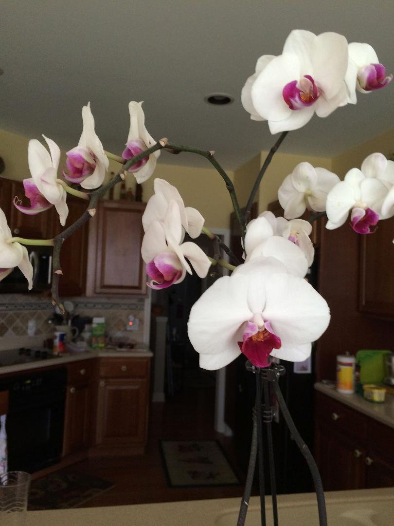 My beautiful orchid . A birthday gift from the Windsor Kiernan family. Still blooming since February. I love looking at it every day.