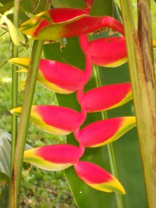 Beautiful tropical bloom in Costa Rica.