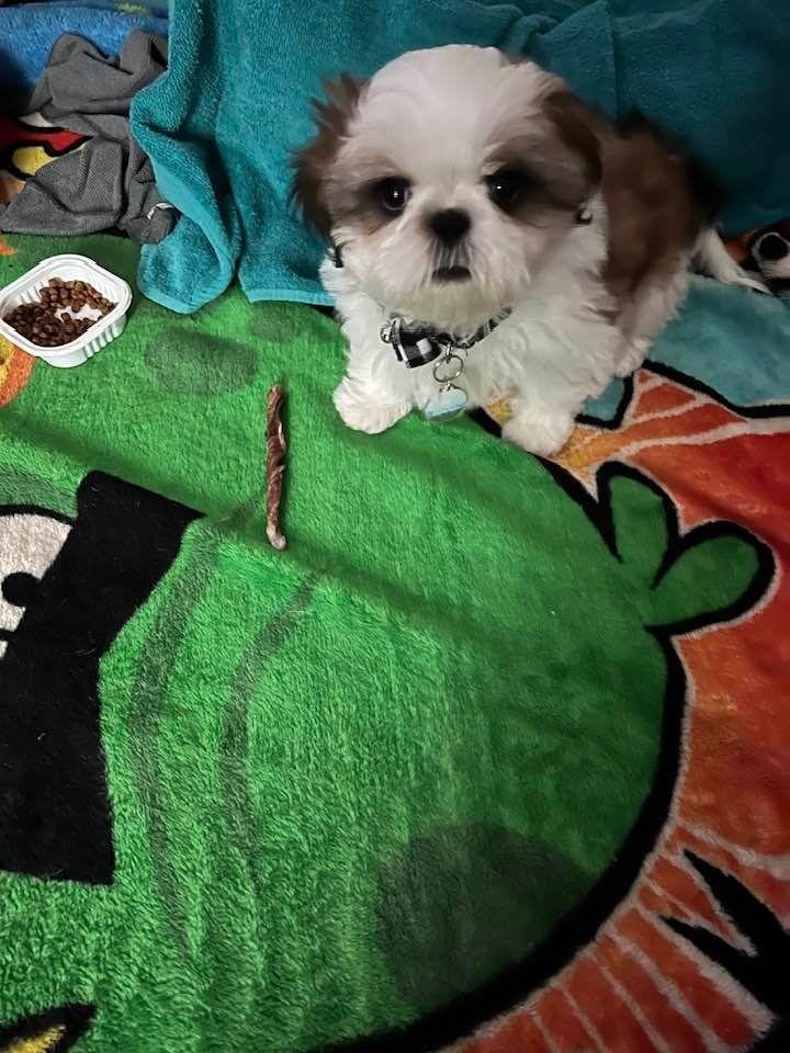 Our new little boy…. His name is Buddy!