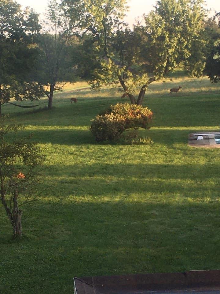 Deer feeding on back lawn this morning. Regular visit.