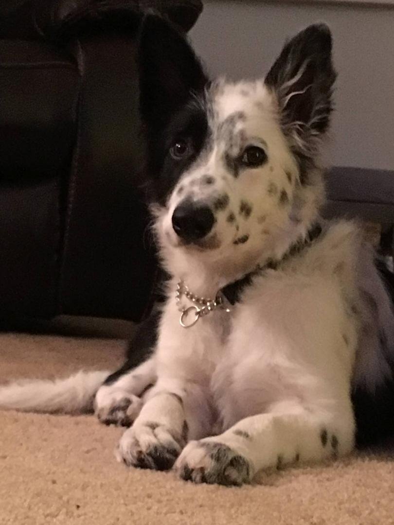 Rosie at 4 month.