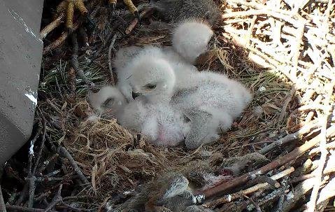 After succesful squirrell its time for a nap