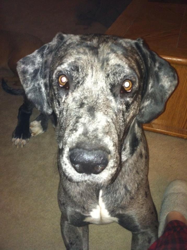 Our handsome boy.