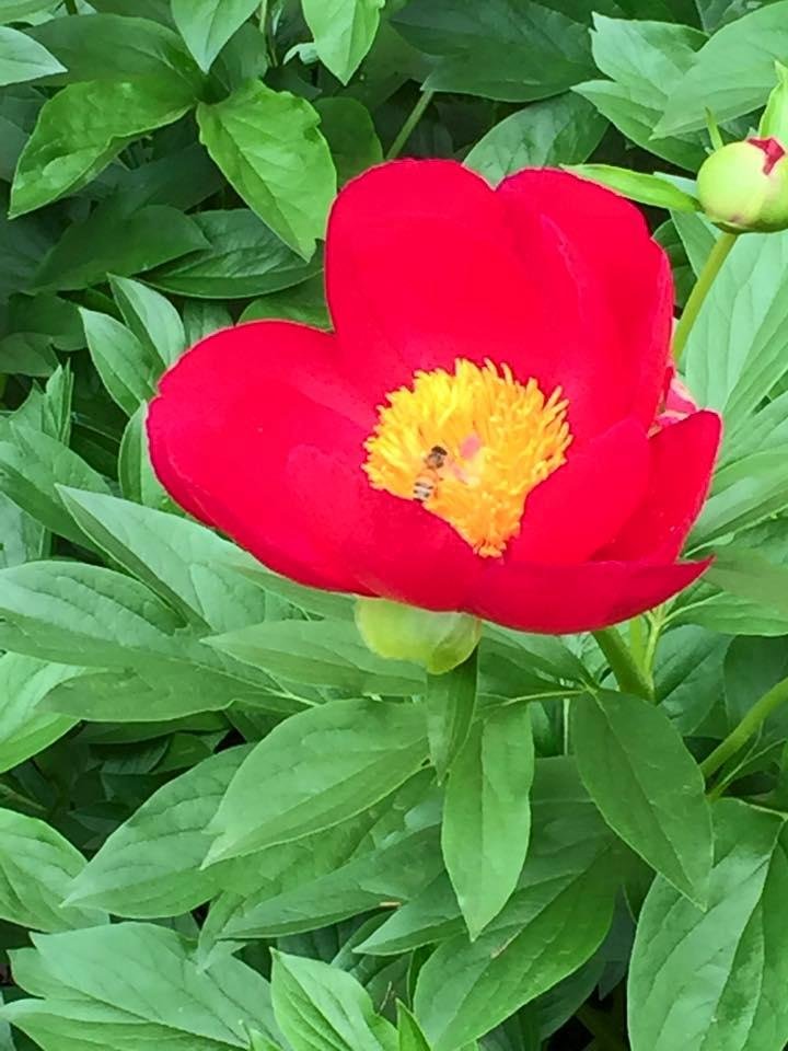Rain has stopped.... For a moment. Peonies are in bloom.