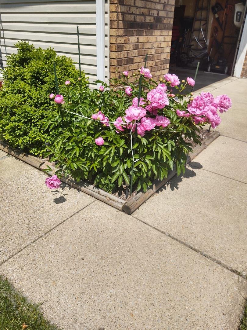 My 50+ years peony bush in full bloom. Been at a couple different houses.