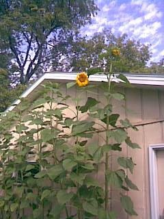 David Jackson's album, sunflowers