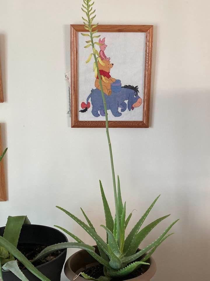Aloe Vera has a flower.