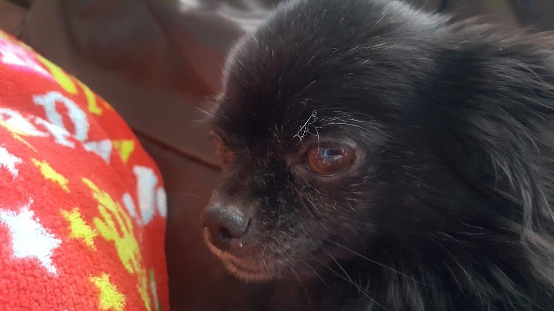 I know hes not always nice ... but he is alwalys cute.. 16yrs old he starting to get gray,grumpy.. but i love him no matter what....