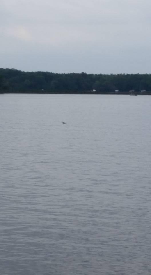 Loon on Big Chippewa Lake