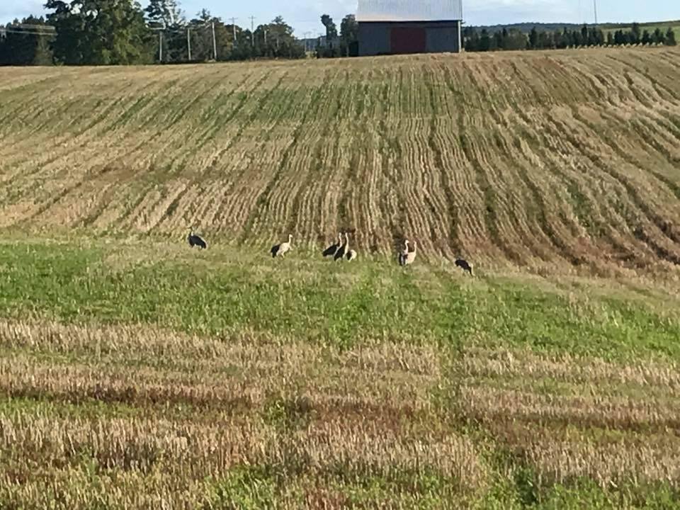 Gage and I saw these Sandhill Cranes while he racked up some driving time.