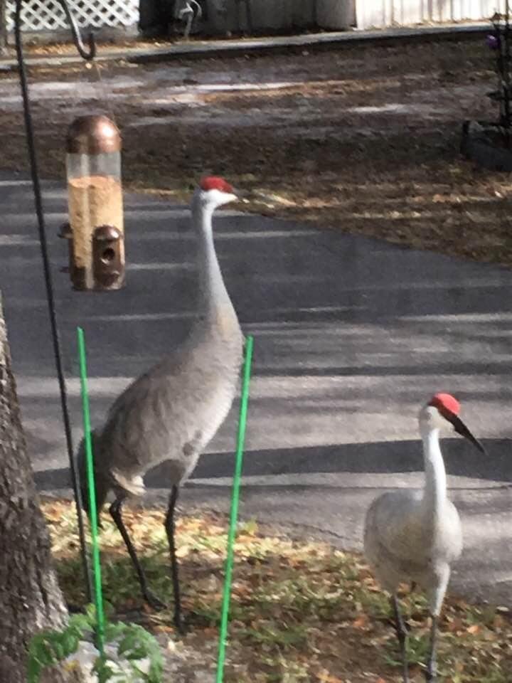 Look who came to our bird feeder this morning!!