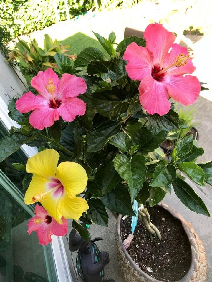 New blossom today... beautiful yellow with the pink.