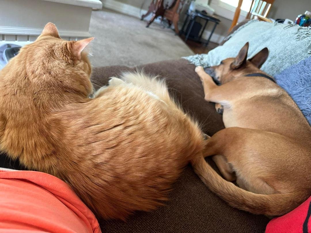Our buddies are together again❣️