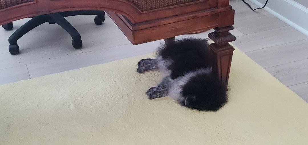 My office buddy.