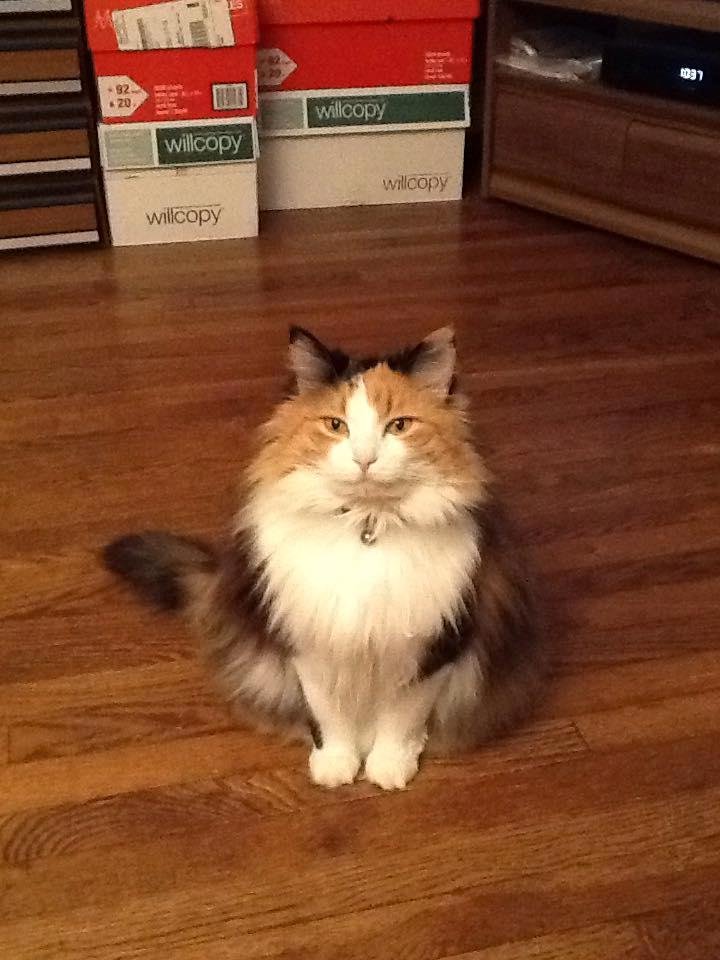 Happy "International Cat Day!"