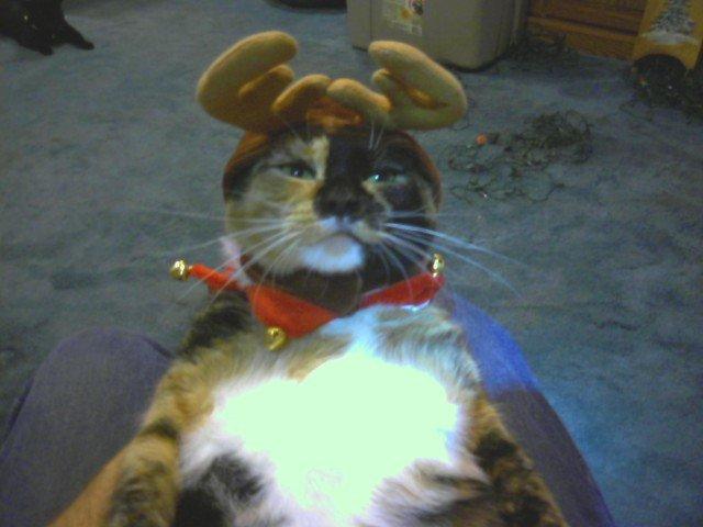 Calie the camouflaged Reindeer